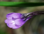 Lentibulariaceae - bublinatkovité